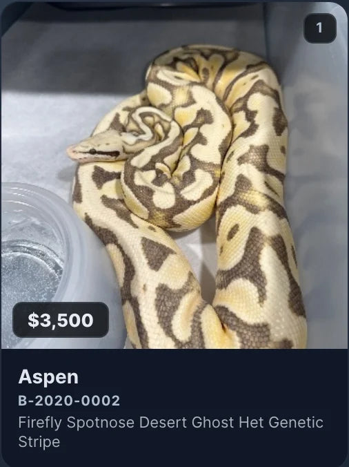 Aspen, B-2020-0002, a Firefly Spotnose Desert Ghost het Genetic Stripe, on the Expo Day table at $3,500