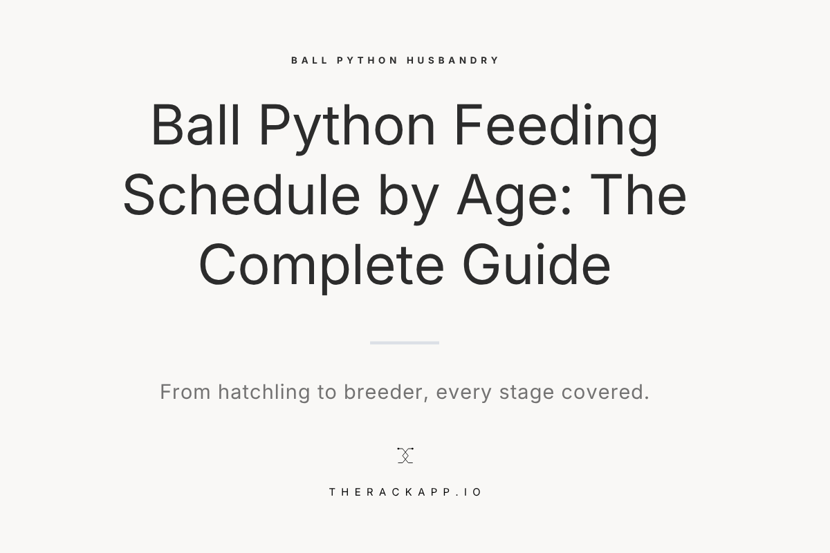Ball Python Feeding Schedule by Age: The Complete Guide